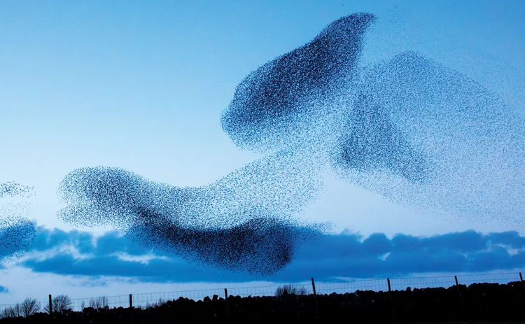 Starlings